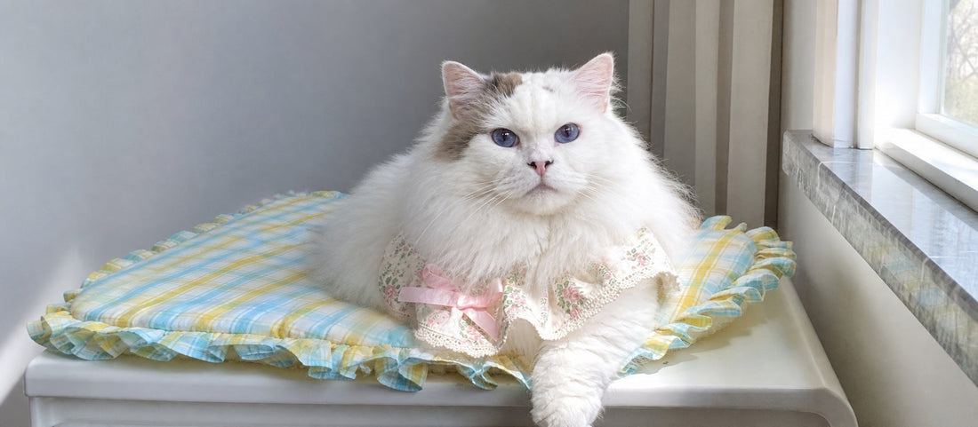 Pet Products Designed for Pets — Not Just for Human Eyes